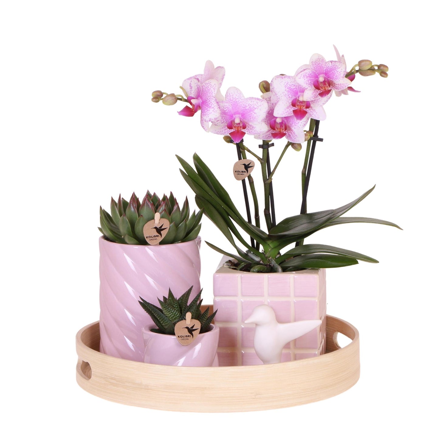 Gift Set Colourful Optimism – Orchidee & Succulenten in Roze Sierpotten op Bamboe Dienblad