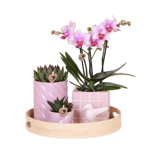 Gift Set Colourful Optimism – Orchidee & Succulenten in Roze Sierpotten op Bamboe Dienblad
