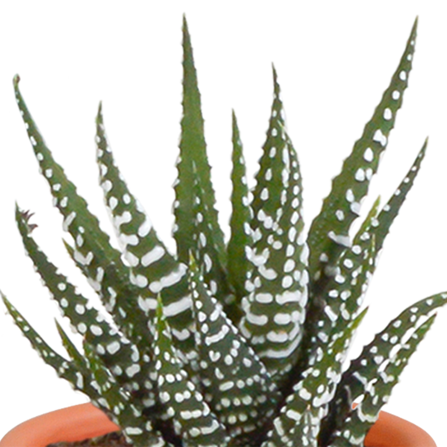 🌵 MEGA Cactus & Vetplanten Mix – 15 stuks in handgeschilderde Mexicaanse pot