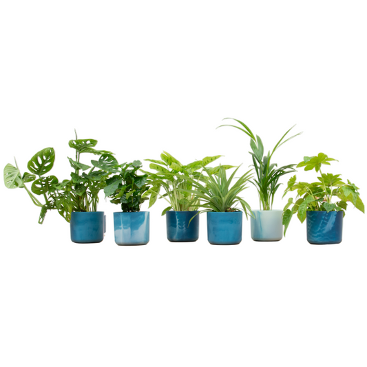Verrassingsbox – 6 Kamerplanten Inclusief Elho Ocean Round Atlantisch Blauw Ø14