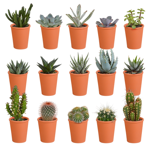 MEGA Mix – 15 Cactussen & Vetplanten in Mediterrane Terracotta Pot