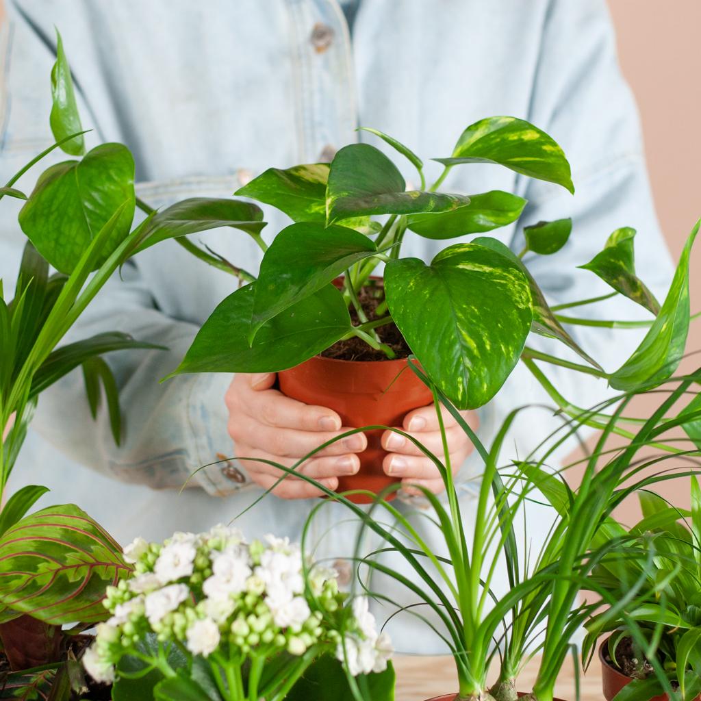 Groene Kneusjesbox – 12 unieke kamerplanten met karakter