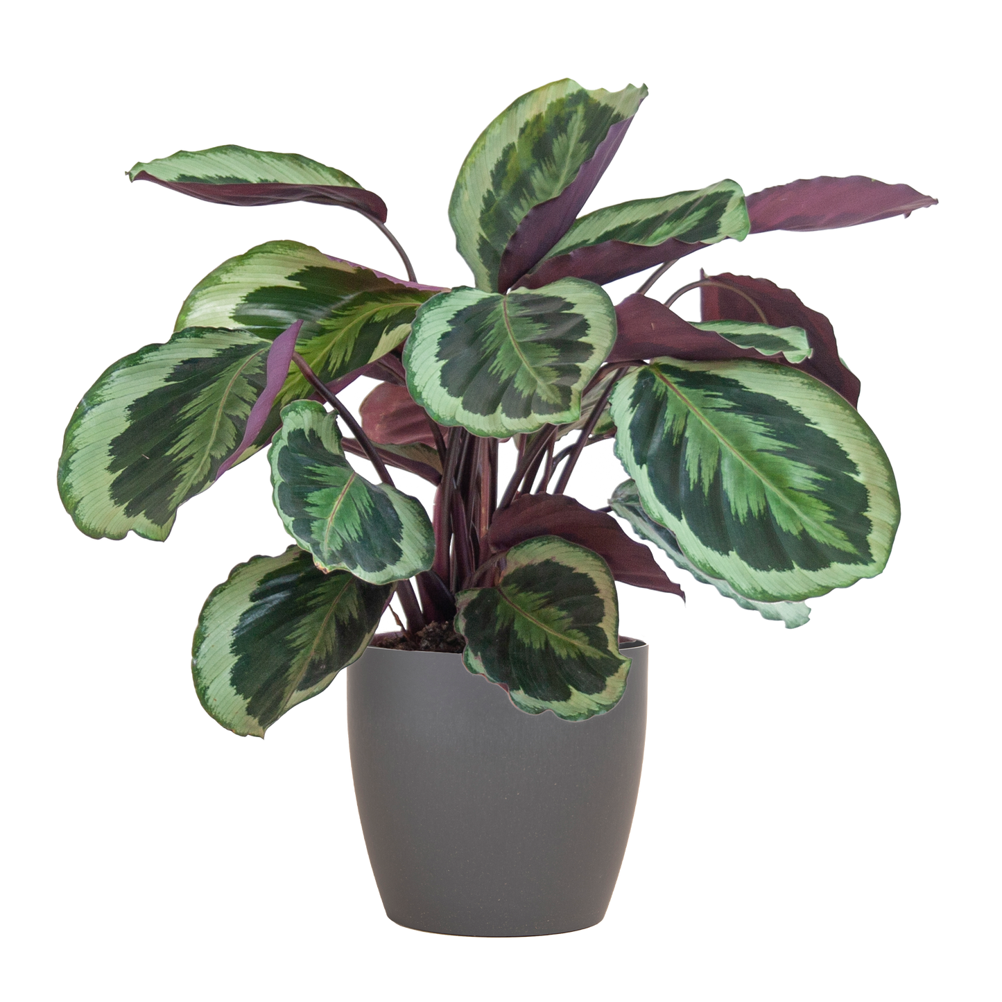 Calathea Medaillon met Viber mand grijs – 65 cm – Ø19 cm
