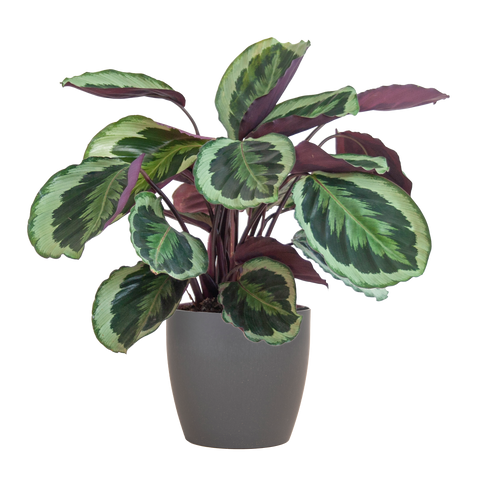 Calathea Medaillon met Viber mand grijs – 65 cm – Ø19 cm