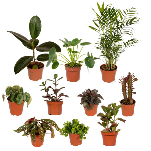 Buitenbeentjesbox – Bijzondere Planten met Karakter