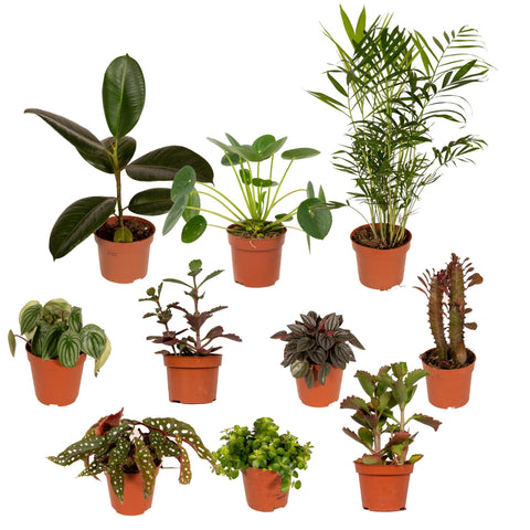 Buitenbeentjesbox – Bijzondere Planten met Karakter