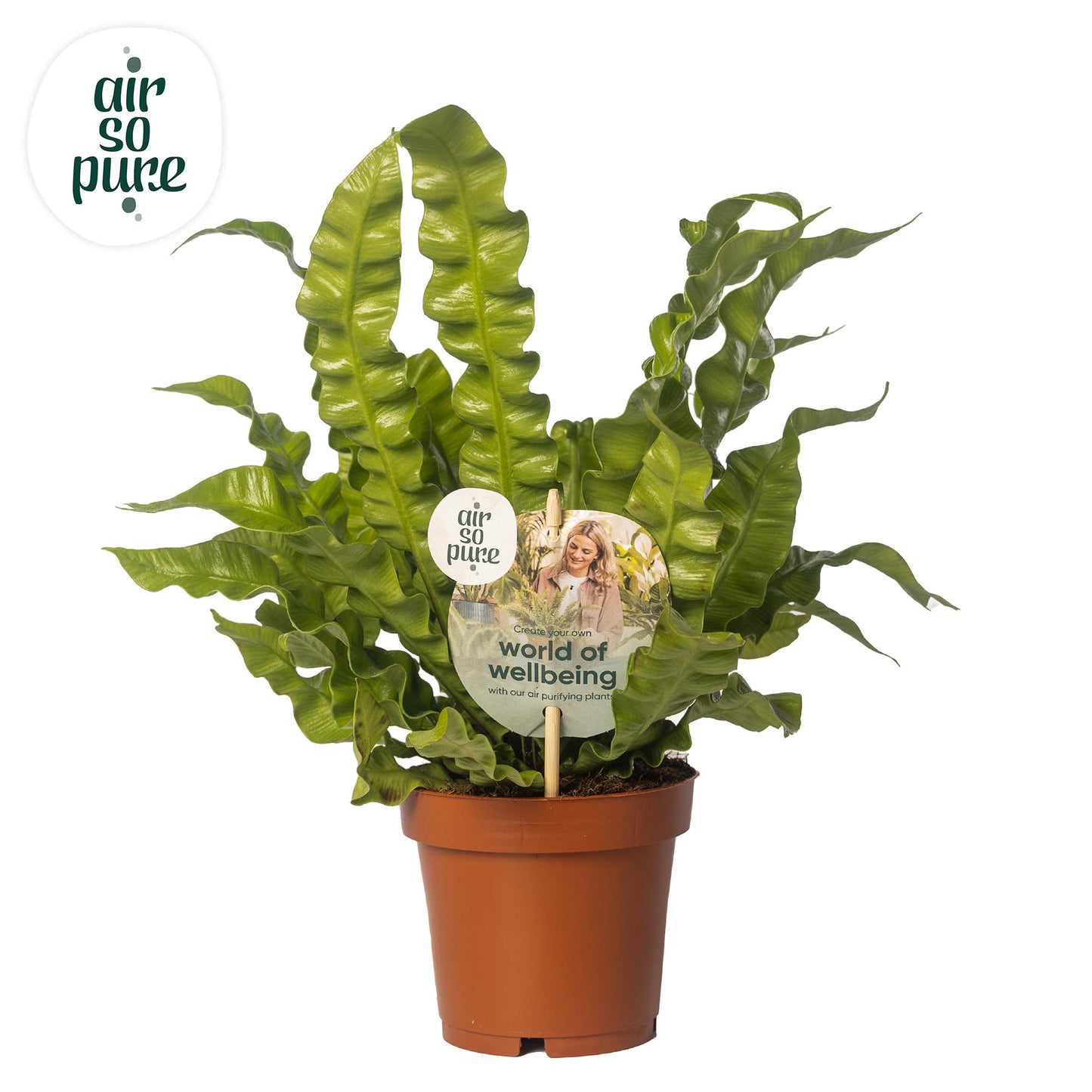 Asplenium ‘Crispy Wave’ – Frisgroene Krulvaren met Modern Karakter