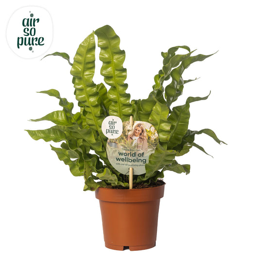 Asplenium ‘Crispy Wave’ – Frisgroene Krulvaren met Modern Karakter