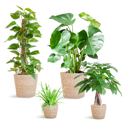 Makkelijke Plantenbox – 4 sterke kamerplanten + 4x Sofia zeegras mand