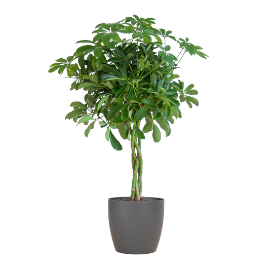 Schefflera Arboricola Nora met sierpot – De handvormige blikvanger