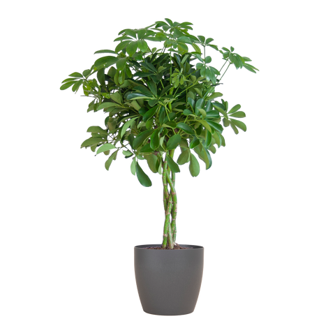 Schefflera Arboricola Nora met sierpot – De handvormige blikvanger