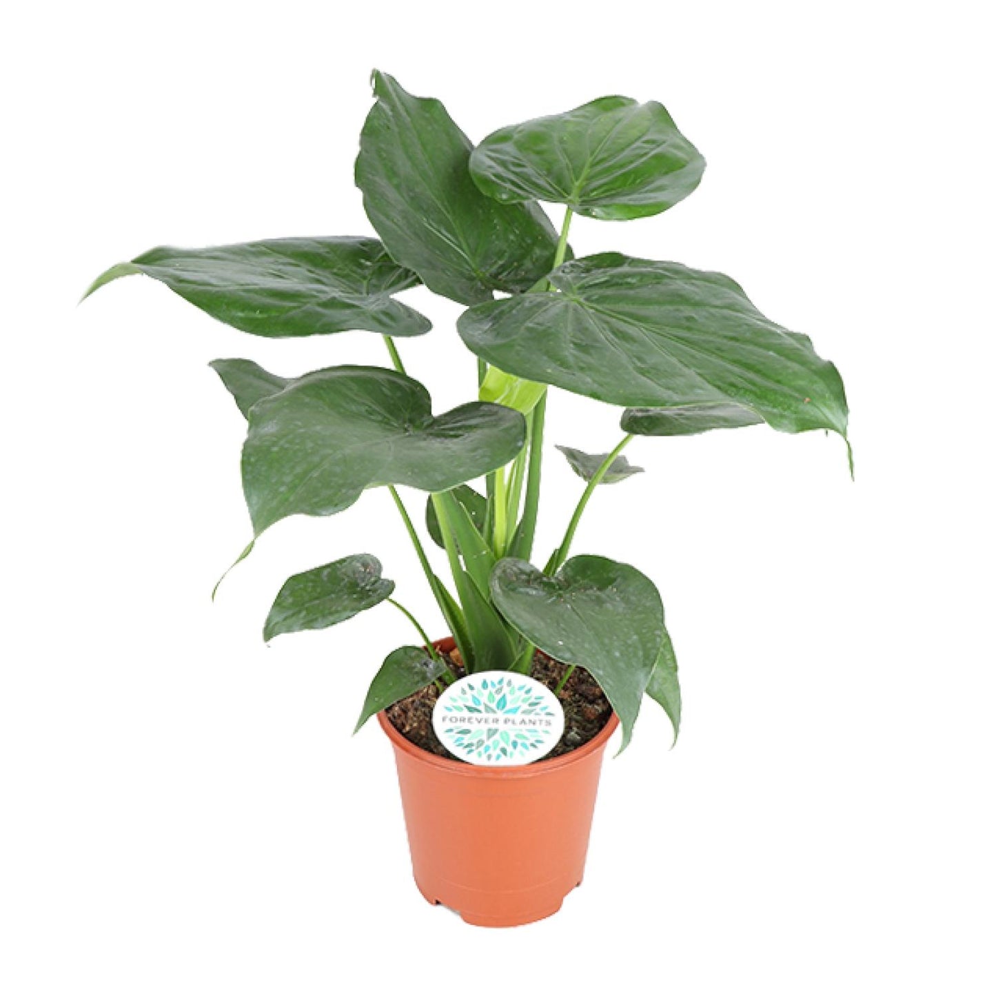 Alocasia Cucullata – Tropische Kamerplant met Hartvormige Bladeren