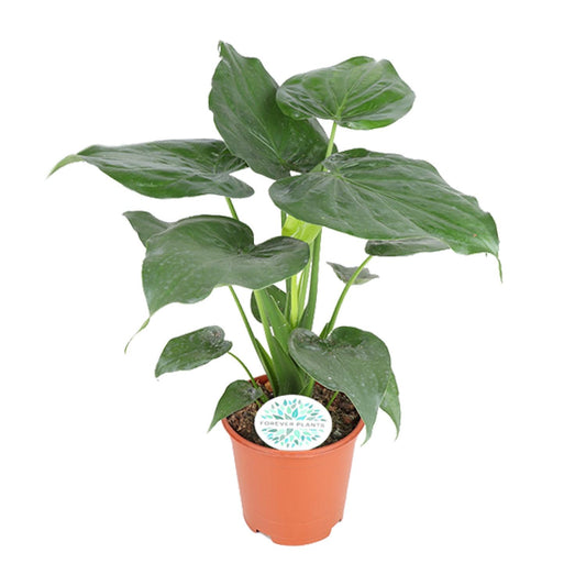 Alocasia Cucullata – Tropische Kamerplant met Hartvormige Bladeren