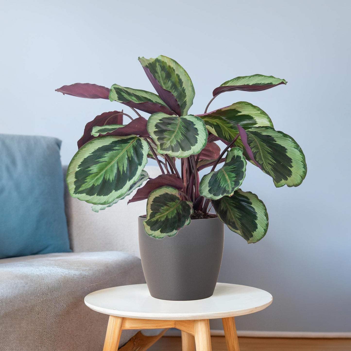 Calathea Medaillon met Viber mand grijs – 65 cm – Ø19 cm