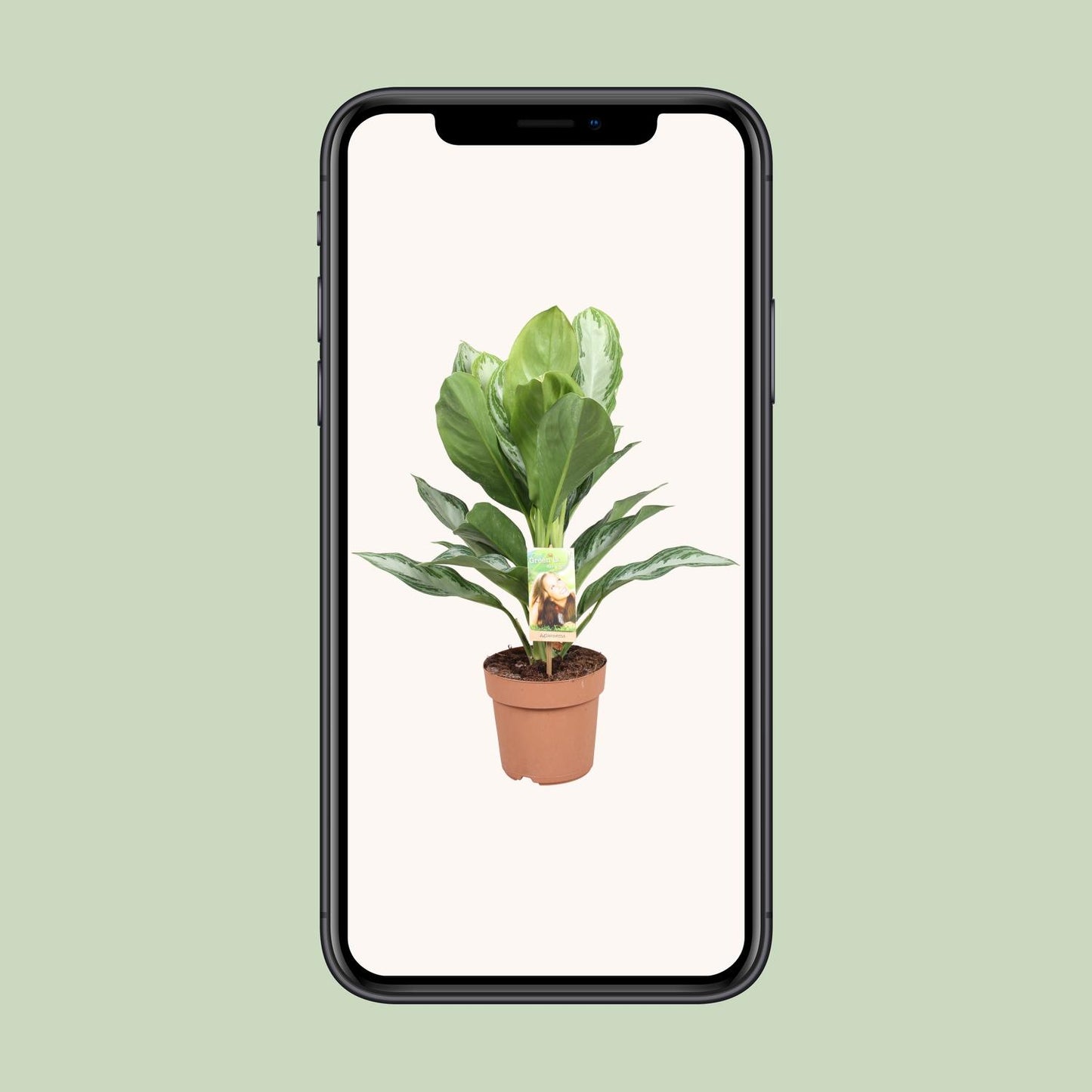 Aglaonema Silver Bay – Stijlvolle Kamerplant met Zilveren Bladaccenten