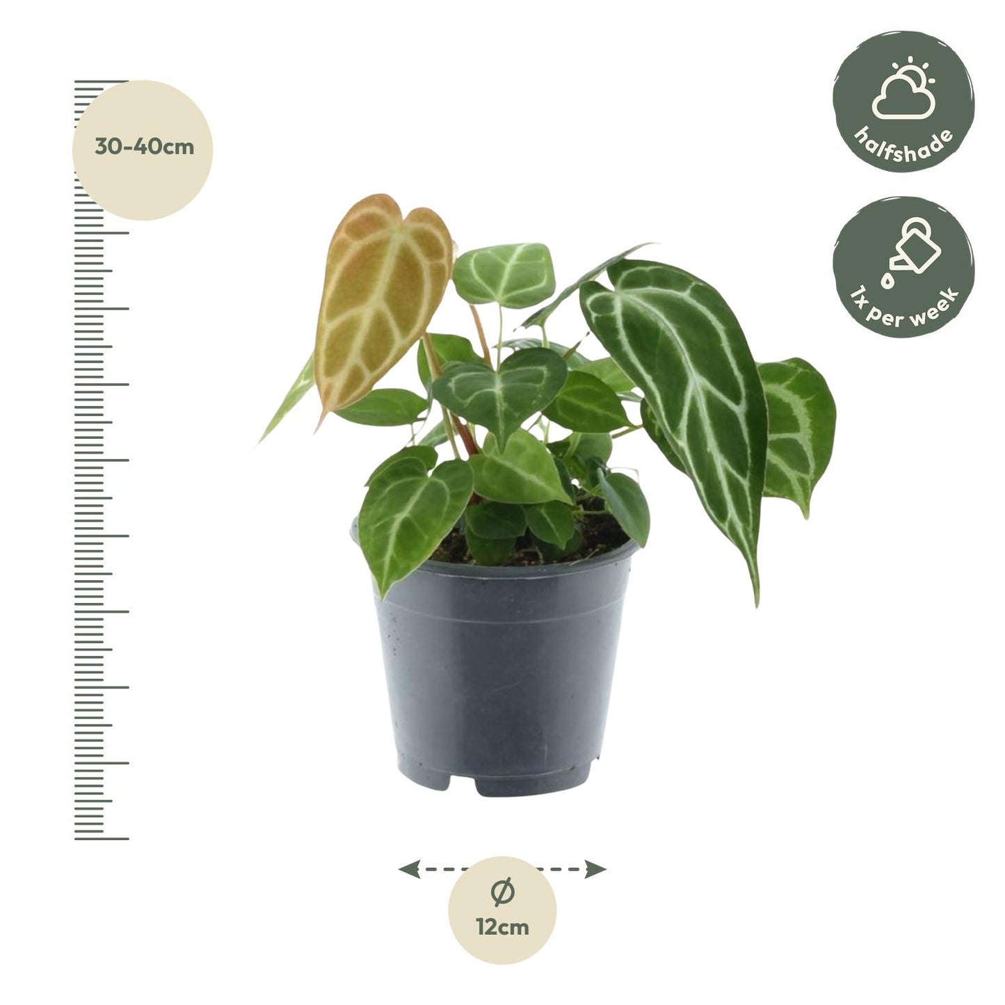 Anthurium crystallinum – Fluweelachtige Bladplant met Zilveren Nervatuur