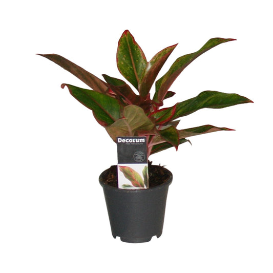 Aglaonema 'Crete' – Kleurrijke Schaduwliefhebber met Tropische Flair