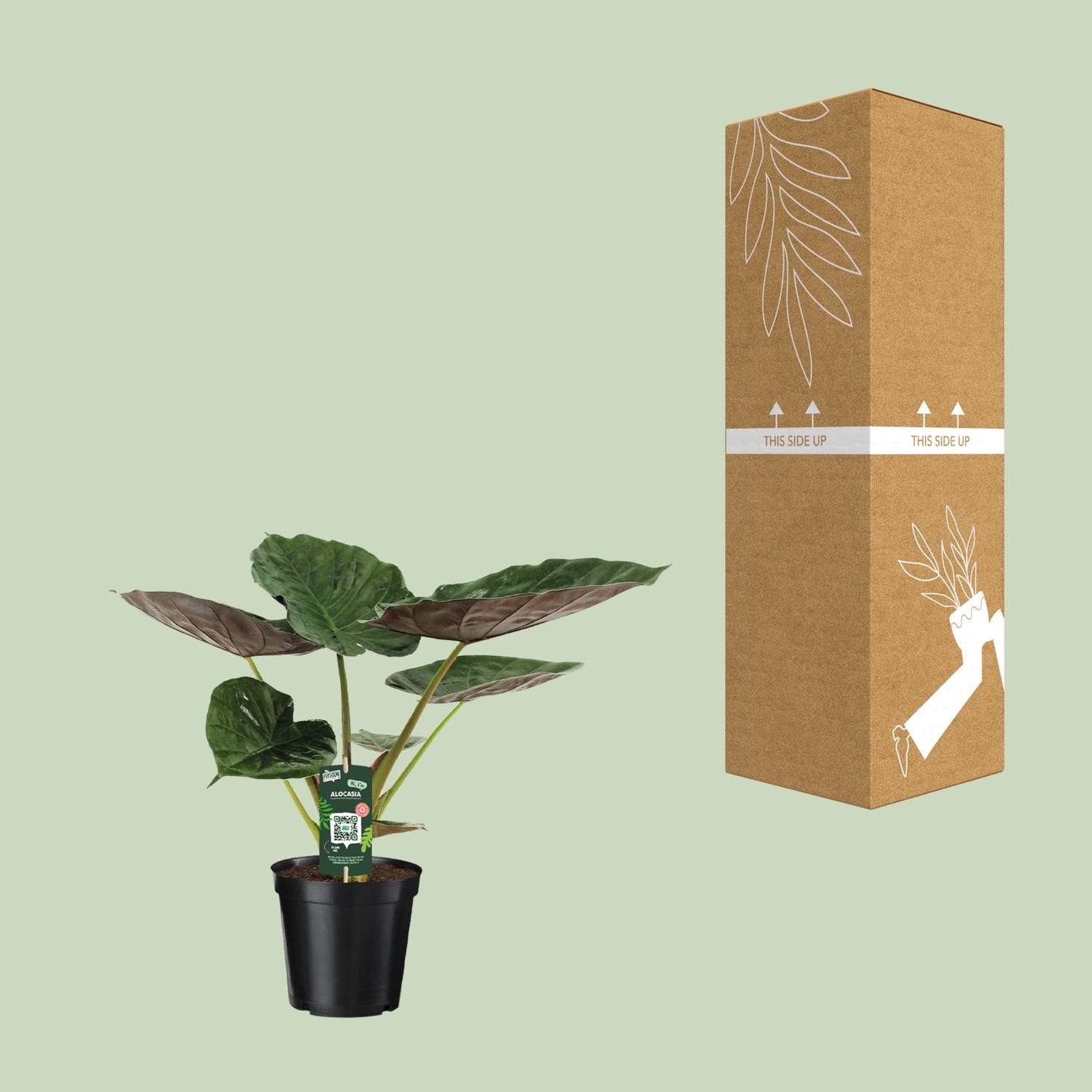 Alocasia Wentii – Tropische Majesteit met Metaalkleurig Blad