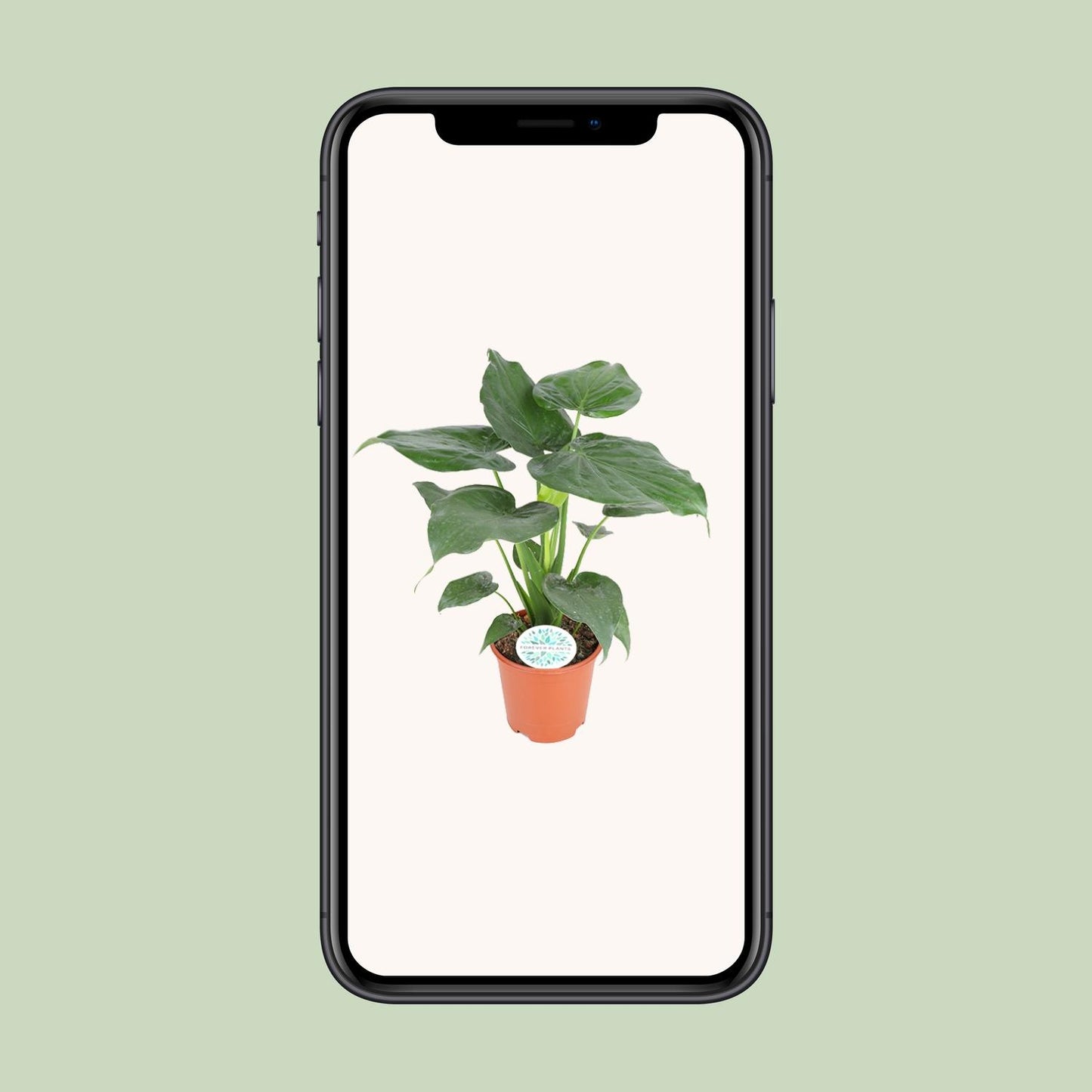 Alocasia Cucullata – Tropische Kamerplant met Hartvormige Bladeren