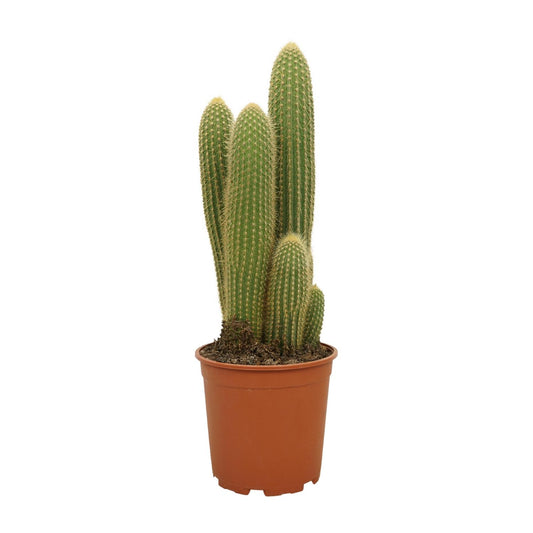 Vatricania guentheri – Zeldzame Cactus met Stekelige Sculptuurvorm