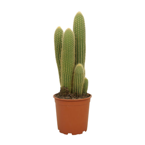 Vatricania guentheri – Zeldzame Cactus met Stekelige Sculptuurvorm