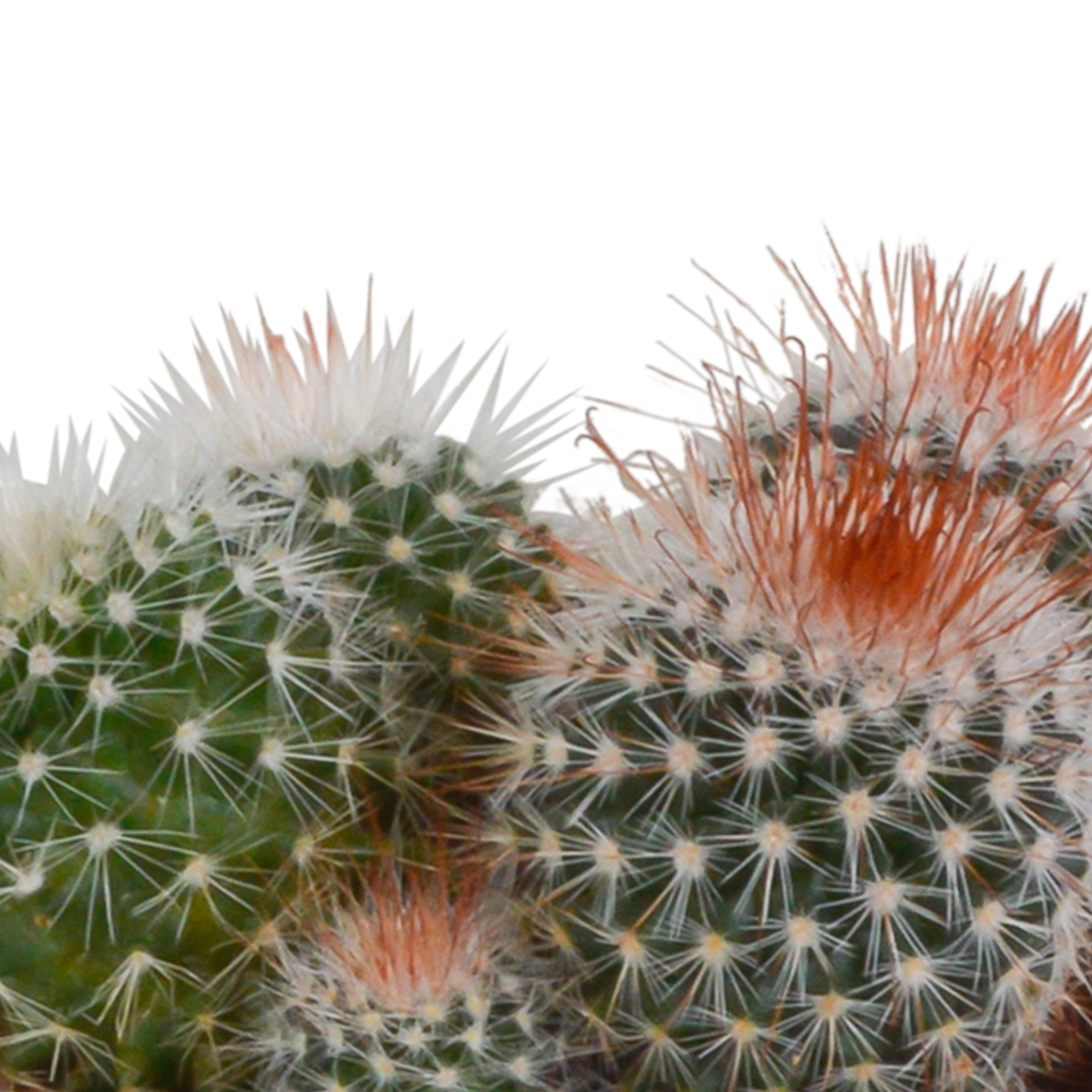 Bolcactussen Mix (3 stuks) – In Handgeschilderde Mexicaanse Pot