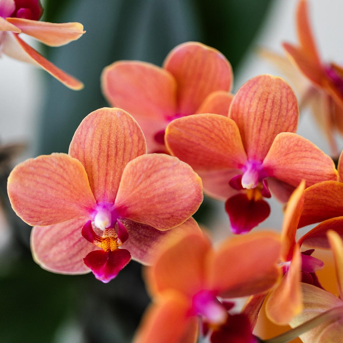 Untamed Nature Giftset – Botanisch Cadeaupakket met Orchidee en Kamerplanten