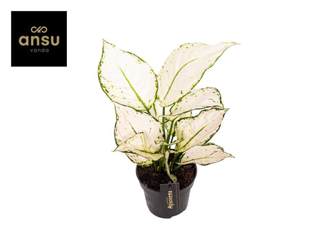 Aglaonema White Joy – Tropische schoonheid met een frisse uitstraling