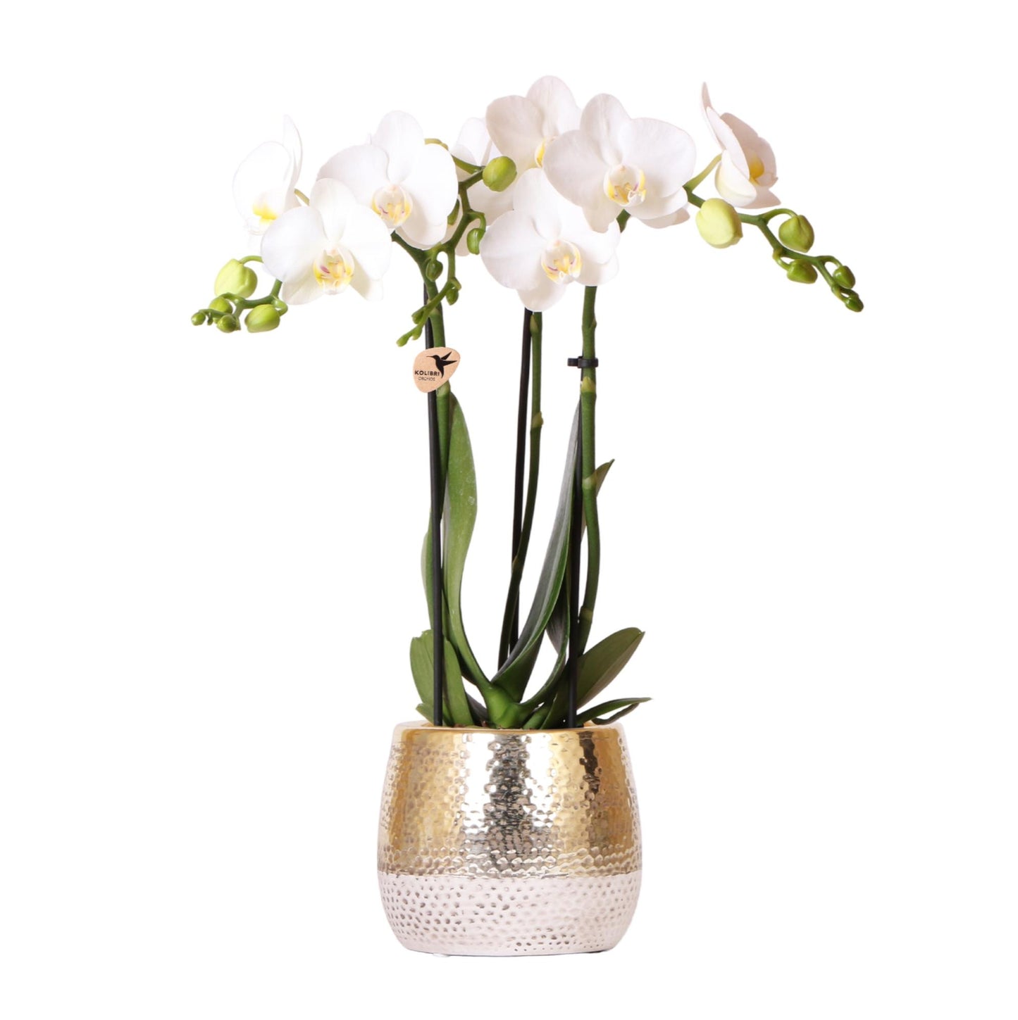 Witte Phalaenopsis Orchidee in Gouden Elite Pot – Luxe Eyecatcher met 2-3 Bloemtakken
