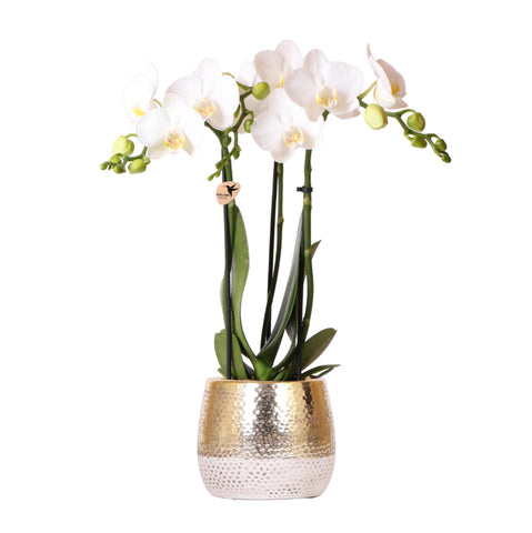 Witte Phalaenopsis Orchidee in Gouden Elite Pot – Luxe Eyecatcher met 2-3 Bloemtakken