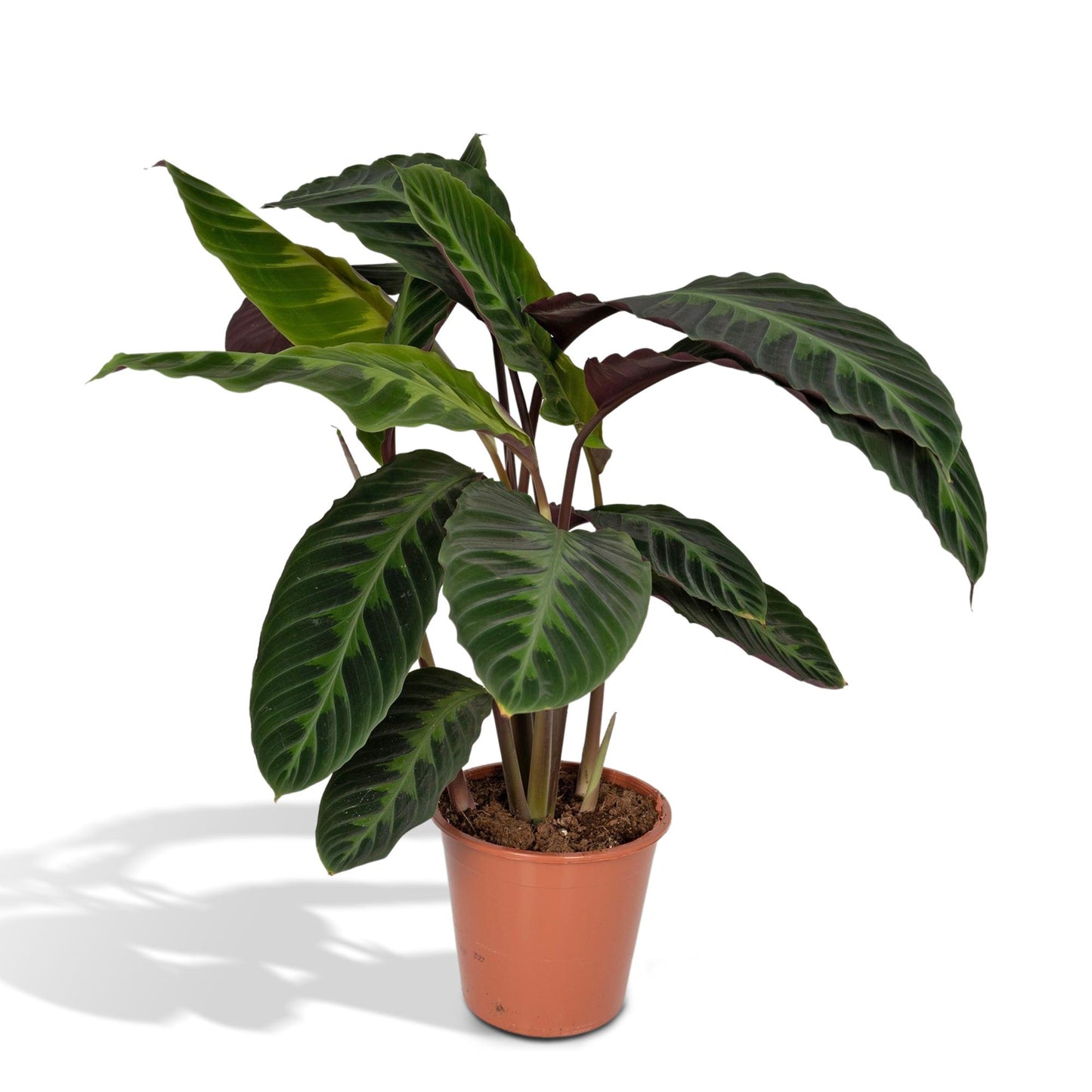 Calathea Warscewiczii – Fluweelzachte Jungleplant met Diepgroene Tekeningen