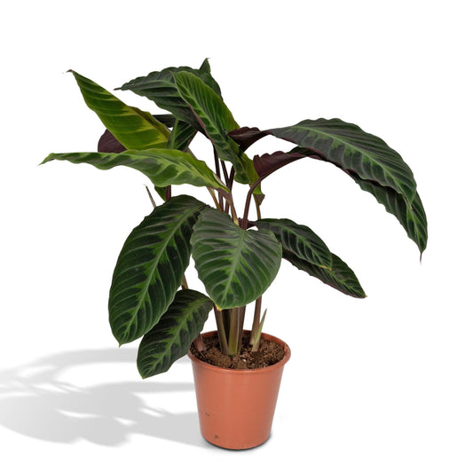 Calathea Warscewiczii – Fluweelzachte Jungleplant met Diepgroene Tekeningen