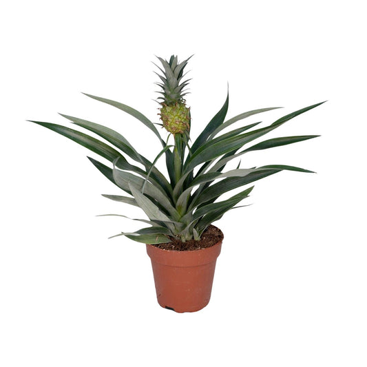Bromelia Ananas – Exotische Eyecatcher met Echte Mini-Ananas