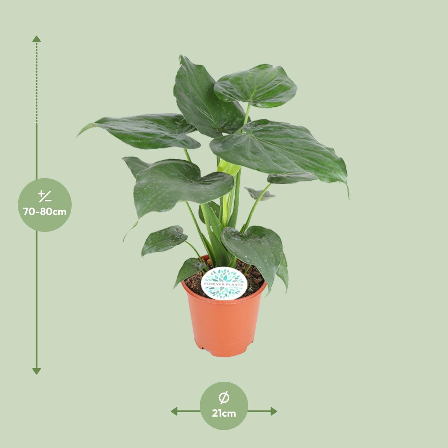 Alocasia Cucullata – Tropische Kamerplant met Hartvormige Bladeren