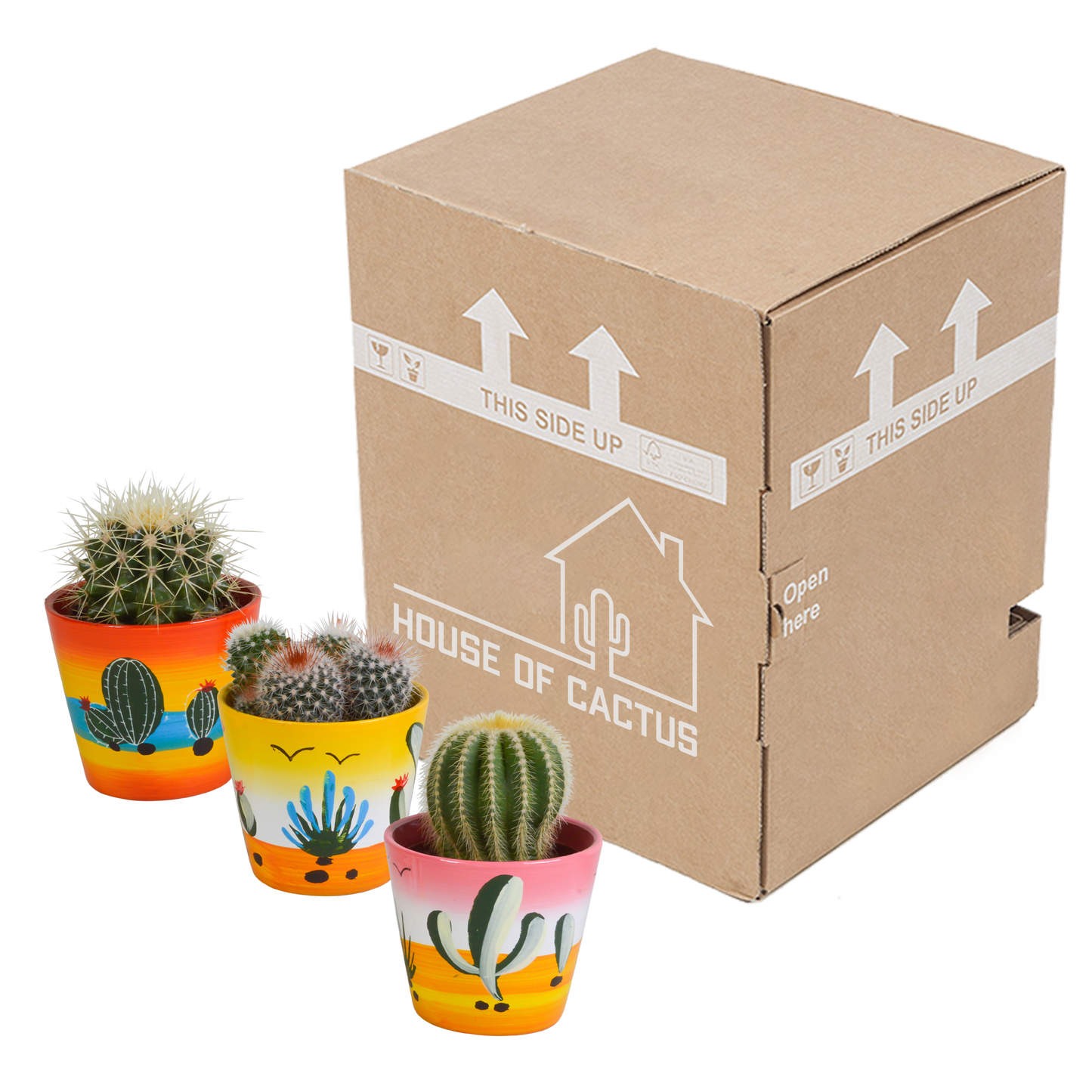 Bolcactussen Mix (3 stuks) – In Handgeschilderde Mexicaanse Pot