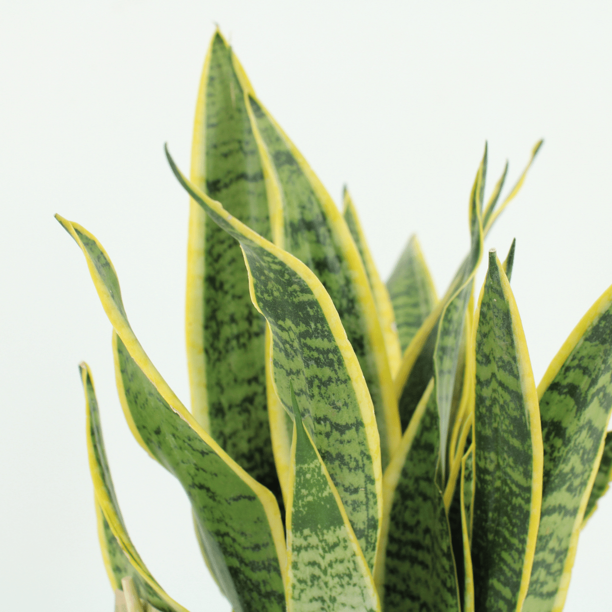 Set van 2x Sansevieria Laurentii – Sterke & Stijlvolle Kamerplanten