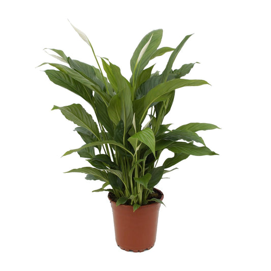 Spathiphyllum 'Torelli' – Compacte Lepelplant met Witte Bloemen | Luchtzuiverende Kamerplant