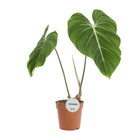 Philodendron Gloriosum – Fluweelzachte Bladplant met Witte Nervatuur