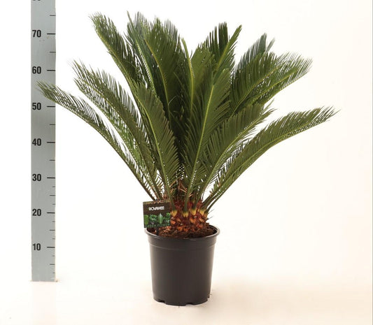 Cycas Revoluta – Stoere Sago Palm met Tropische Look