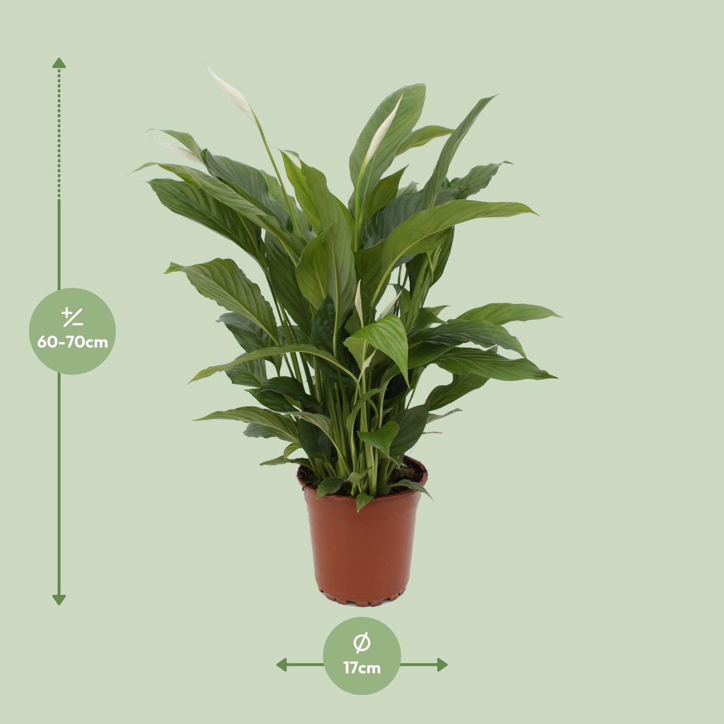 Spathiphyllum 'Torelli' – Compacte Lepelplant met Witte Bloemen | Luchtzuiverende Kamerplant