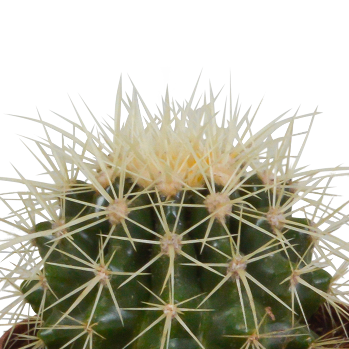 Cactussen Mix (3 stuks) – In Handgeschilderde Mexicaanse Pot