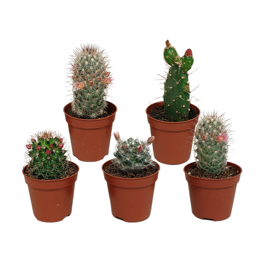 Bloeiende cactusmix – Set van 5 kleurrijke cactussen