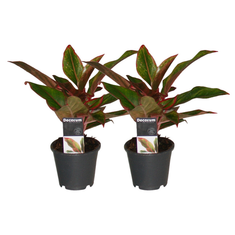 Aglaonema Crete - Set van 2 Stuks